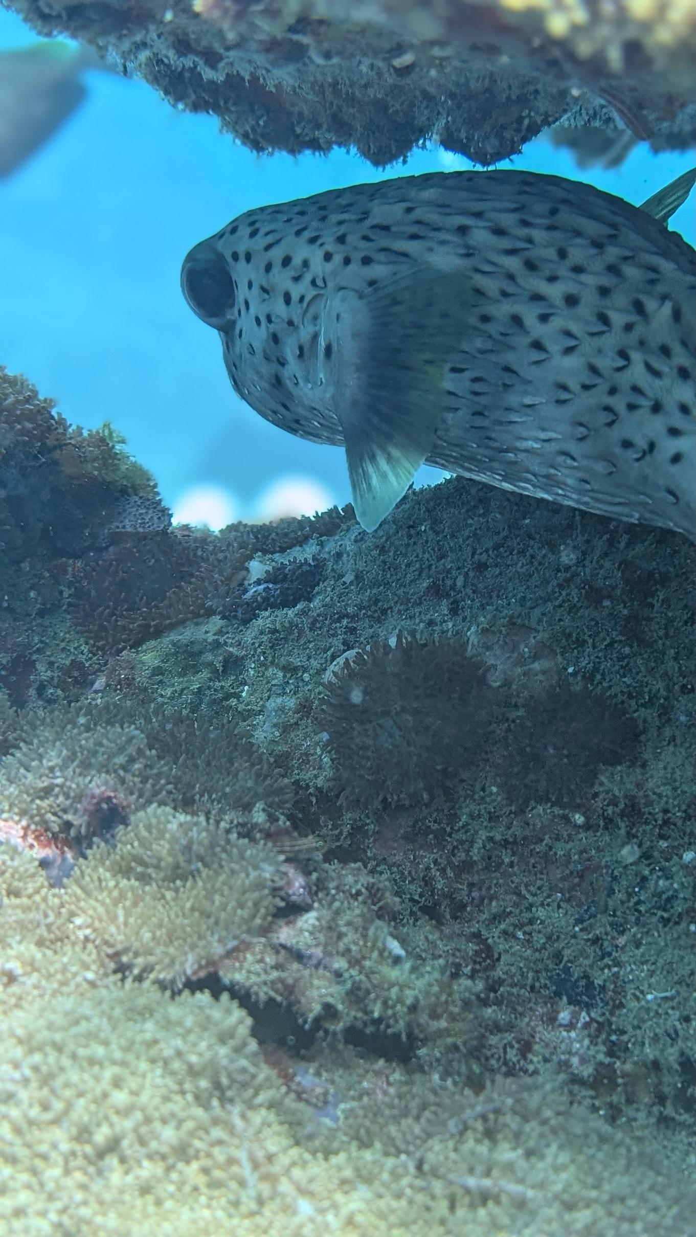 Advanced Open Water Diver image 4