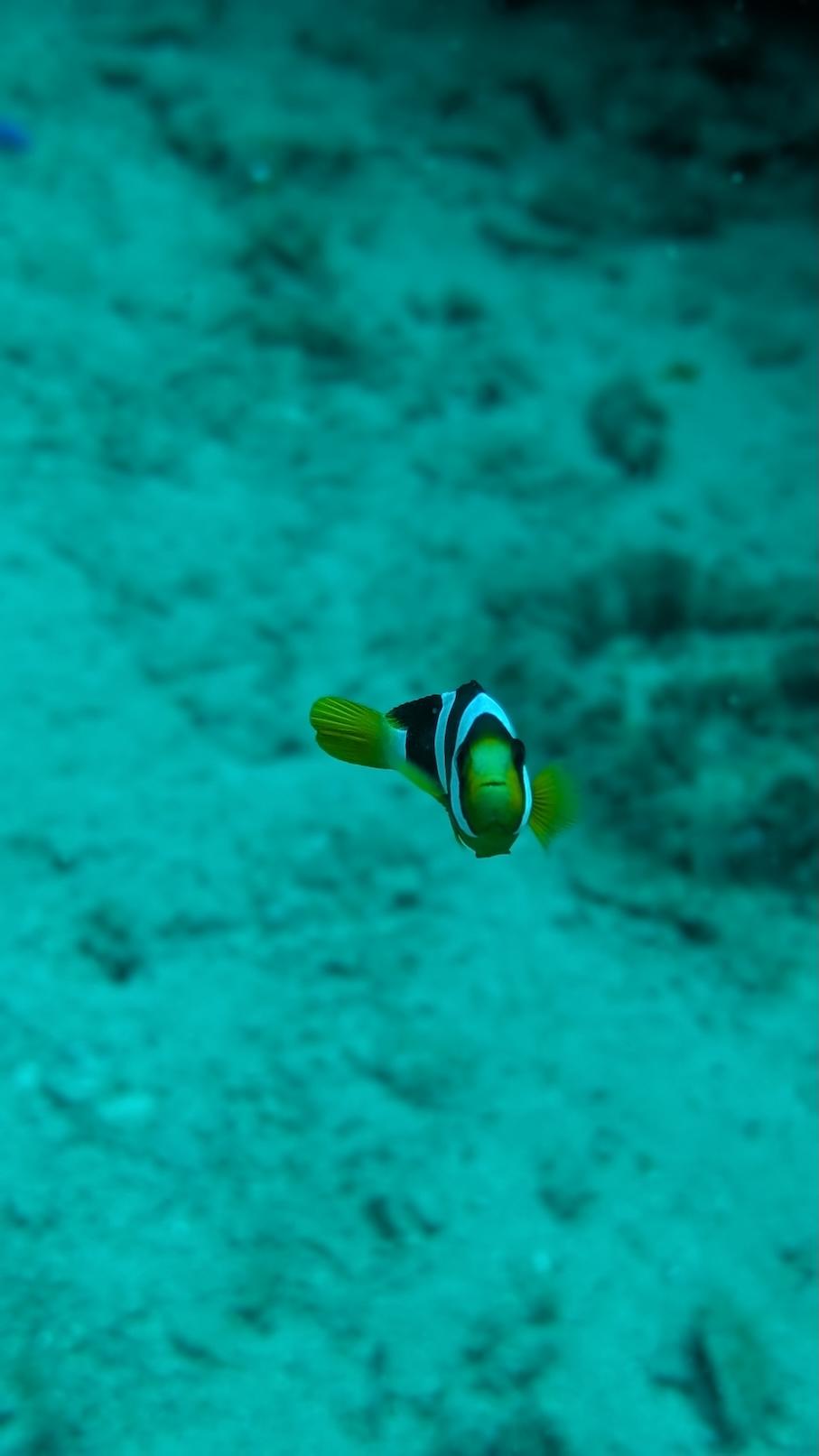 Pristine tropical beach in Hiriketiya with white sand, turquoise water, and palm trees