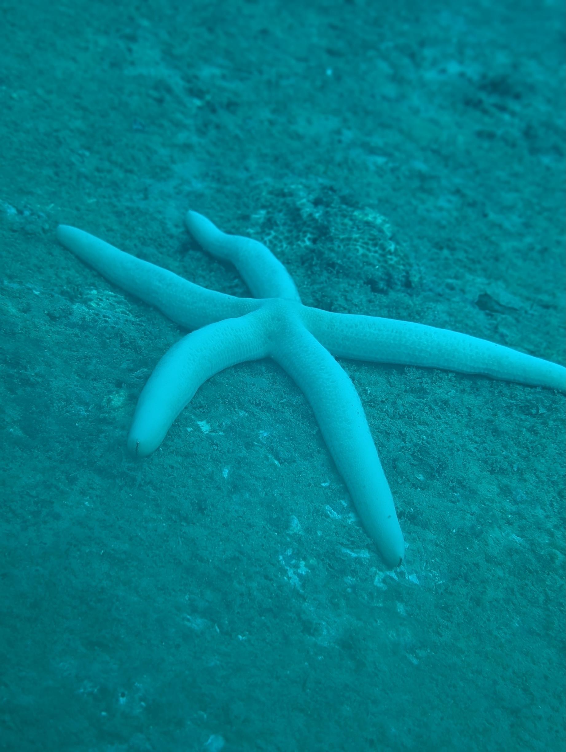 Scuba diver exploring a vibrant coral reef teeming with fish in Hiriketiya