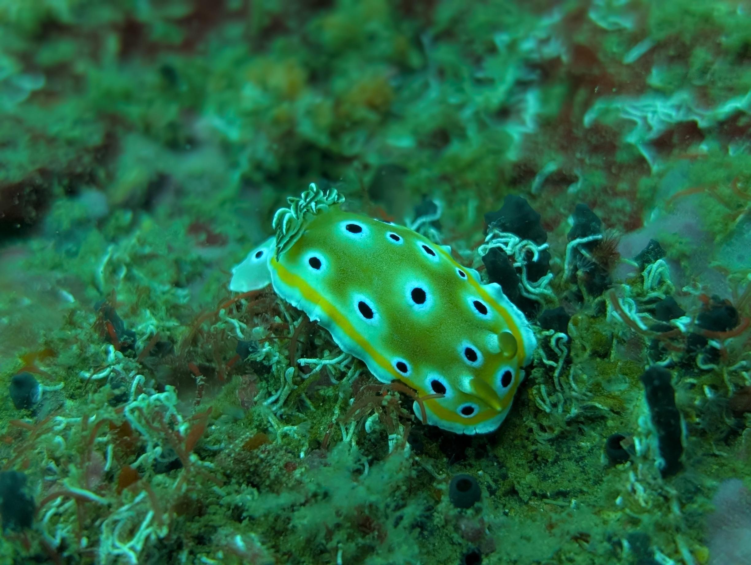 Two scuba divers exploring a sunken shipwreck near Hiriketiya, Sri Lanka