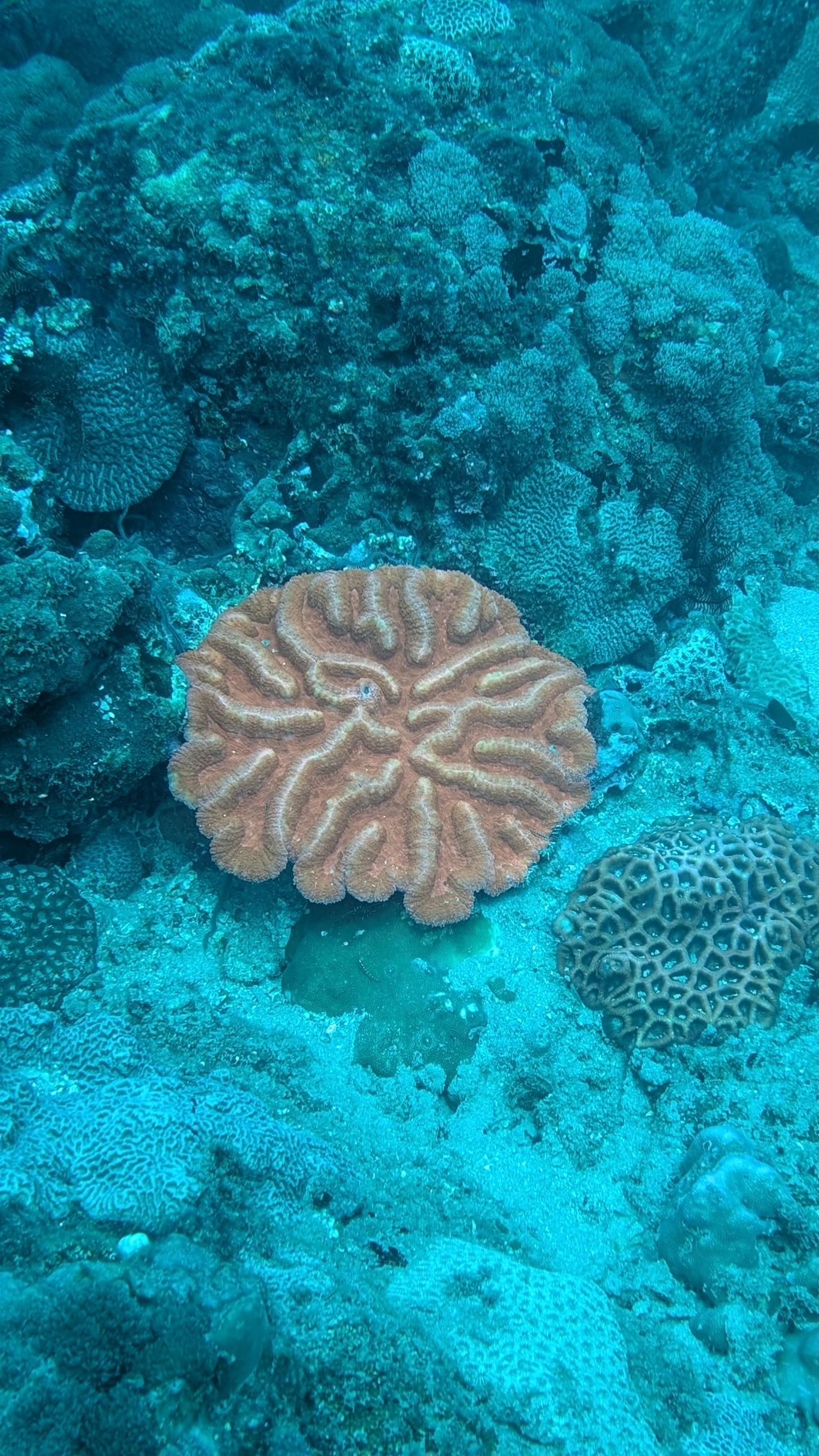 Dive boats moored on the sand at Blue Beach, Hiriketiya, ready for departure