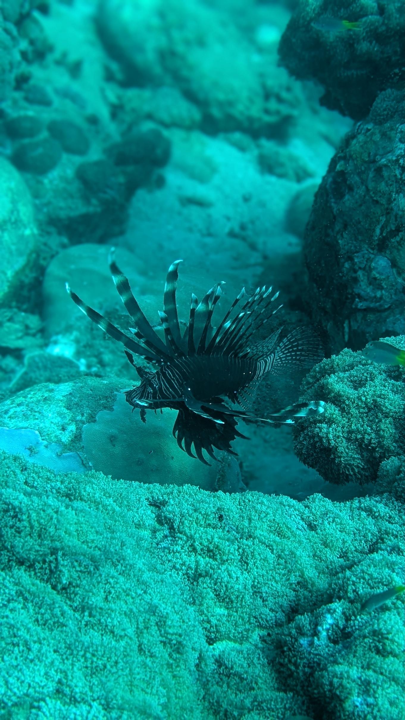 Scuba diver with a torch illuminating a coral reef during a night dive