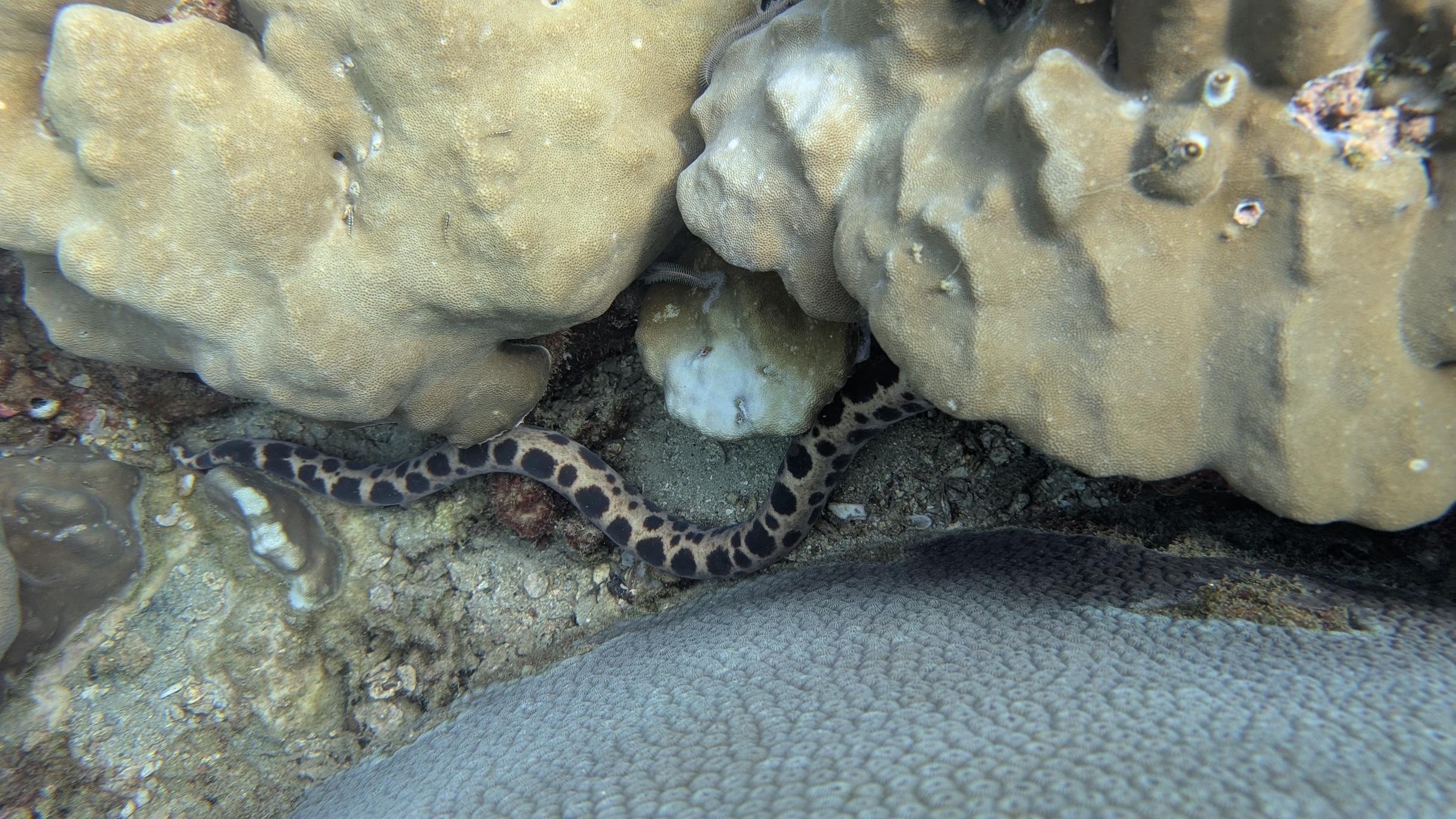 Underwater view of a sunken shipwreck covered in coral and fish