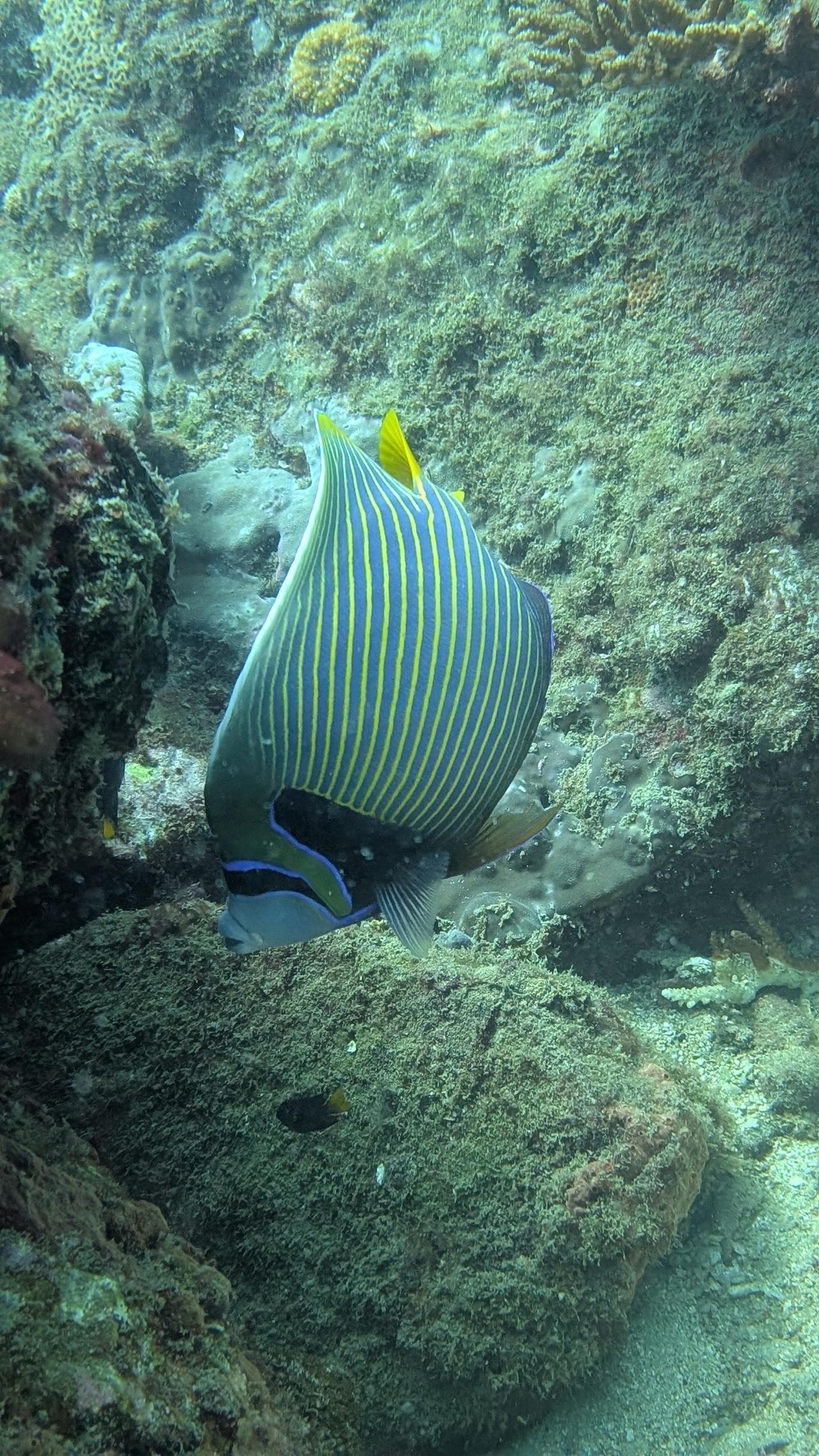 Macro photograph of a colorful nudibranch on a coral reef in Sri Lanka