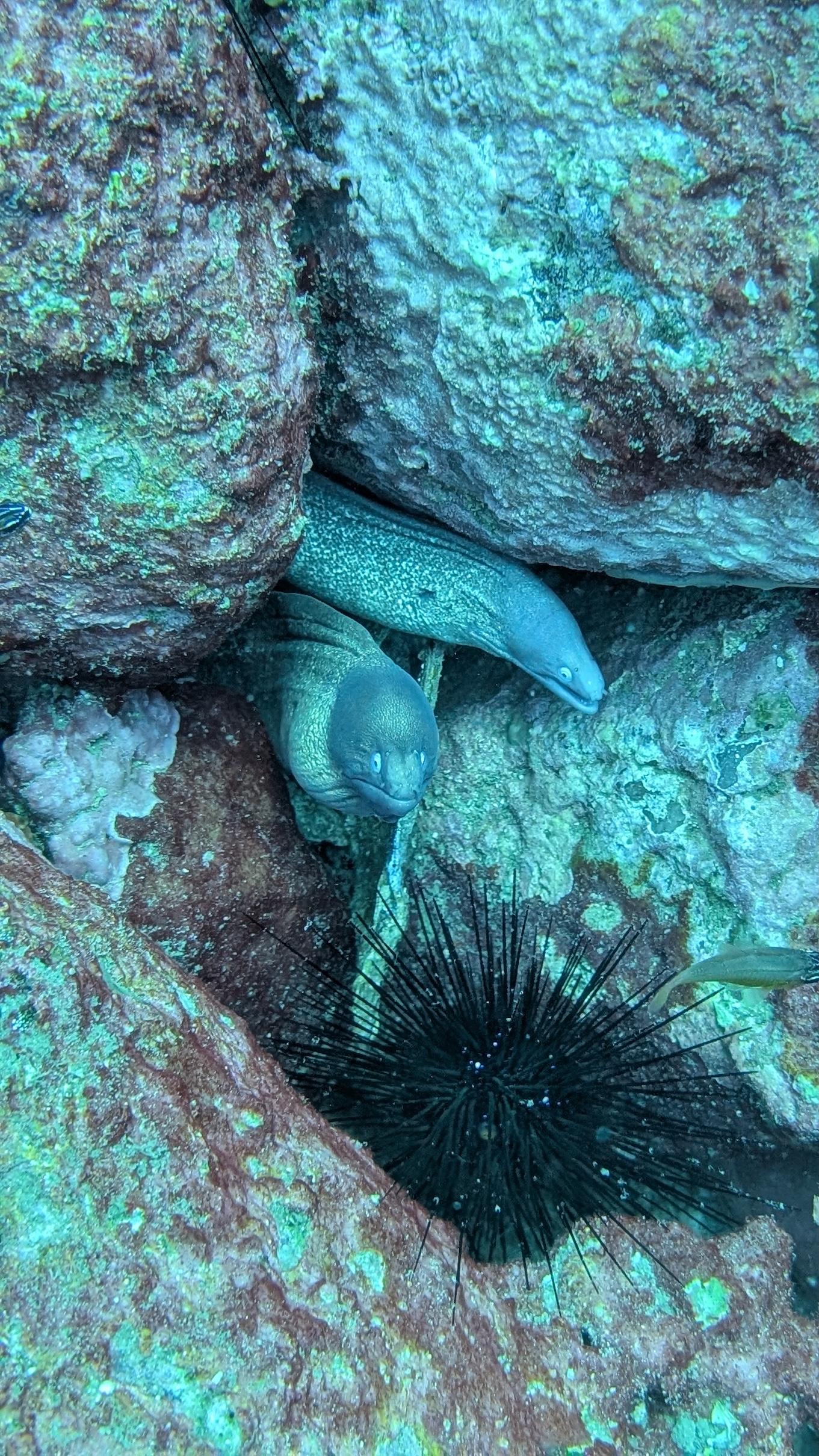 Blacktip reef shark swimming gracefully over a coral reef in Hiriketiya