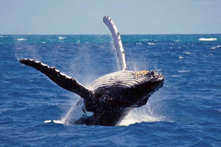 A humpback whale breaching near a whale-watching boat in Mirissa, Sri Lanka