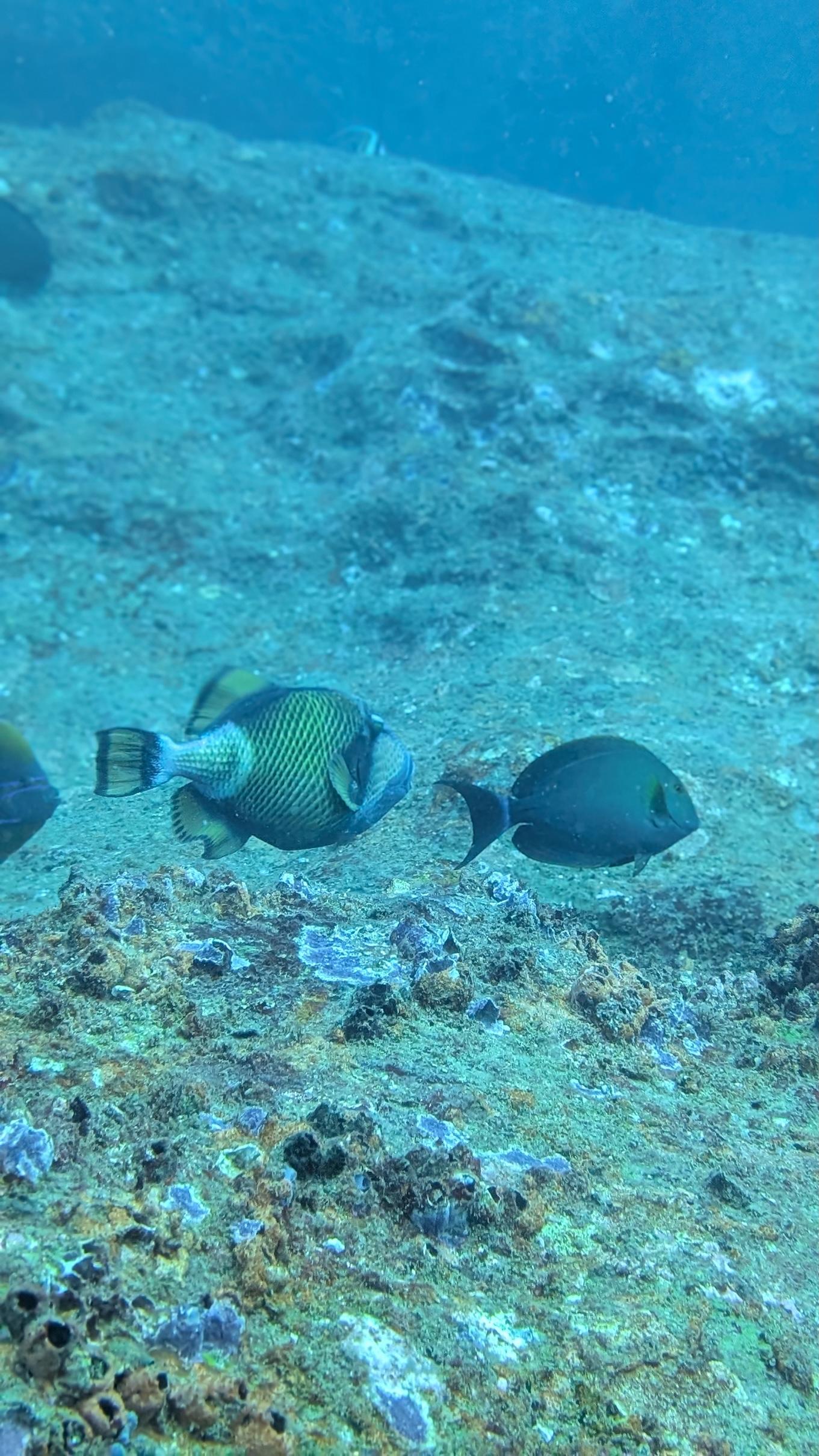 Open Water Diver Course image 4