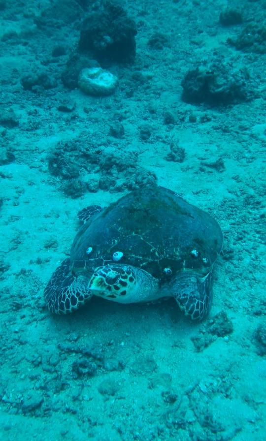 PADI ReActivate | Scuba Refresher Course - image 4: Has it been a while since your last dive? The PADI ReActivate program at Hiri Divers is the perfect scuba refresher course in Hiriketiya, Sri Lanka. Review skills, build confidence, and get ready for your next underwater adventure.