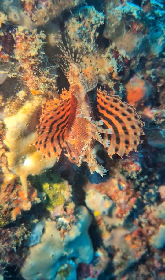 PADI ReActivate | Scuba Refresher Course - image 5: Has it been a while since your last dive? The PADI ReActivate program at Hiri Divers is the perfect scuba refresher course in Hiriketiya, Sri Lanka. Review skills, build confidence, and get ready for your next underwater adventure.