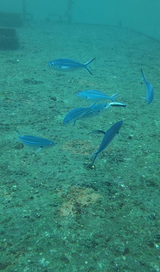 PADI ReActivate | Scuba Refresher Course - image 6: Has it been a while since your last dive? The PADI ReActivate program at Hiri Divers is the perfect scuba refresher course in Hiriketiya, Sri Lanka. Review skills, build confidence, and get ready for your next underwater adventure.