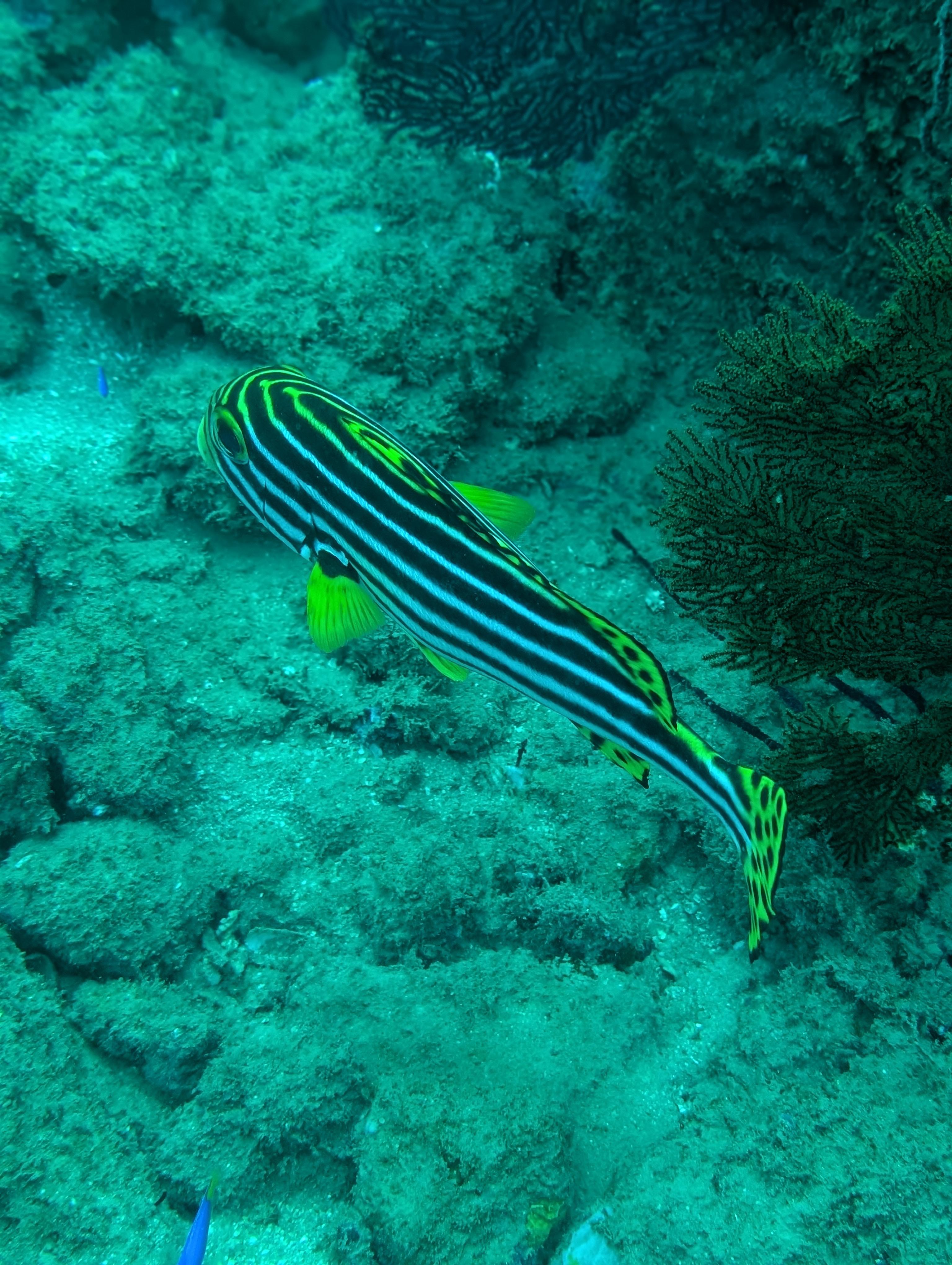 PADI Divemaster Course - image 4: Turn your passion for diving into a professional lifestyle with our PADI Divemaster program. At Hiri Divers, we offer a personalized, hands-on internship experience in the warm, clear waters of Hiriketiya and Dikwella, home to vibrant reefs, blacktip reef sharks, shipwrecks, and the unique Nilwella Underwater Museum featuring sunken buses and helicopters.