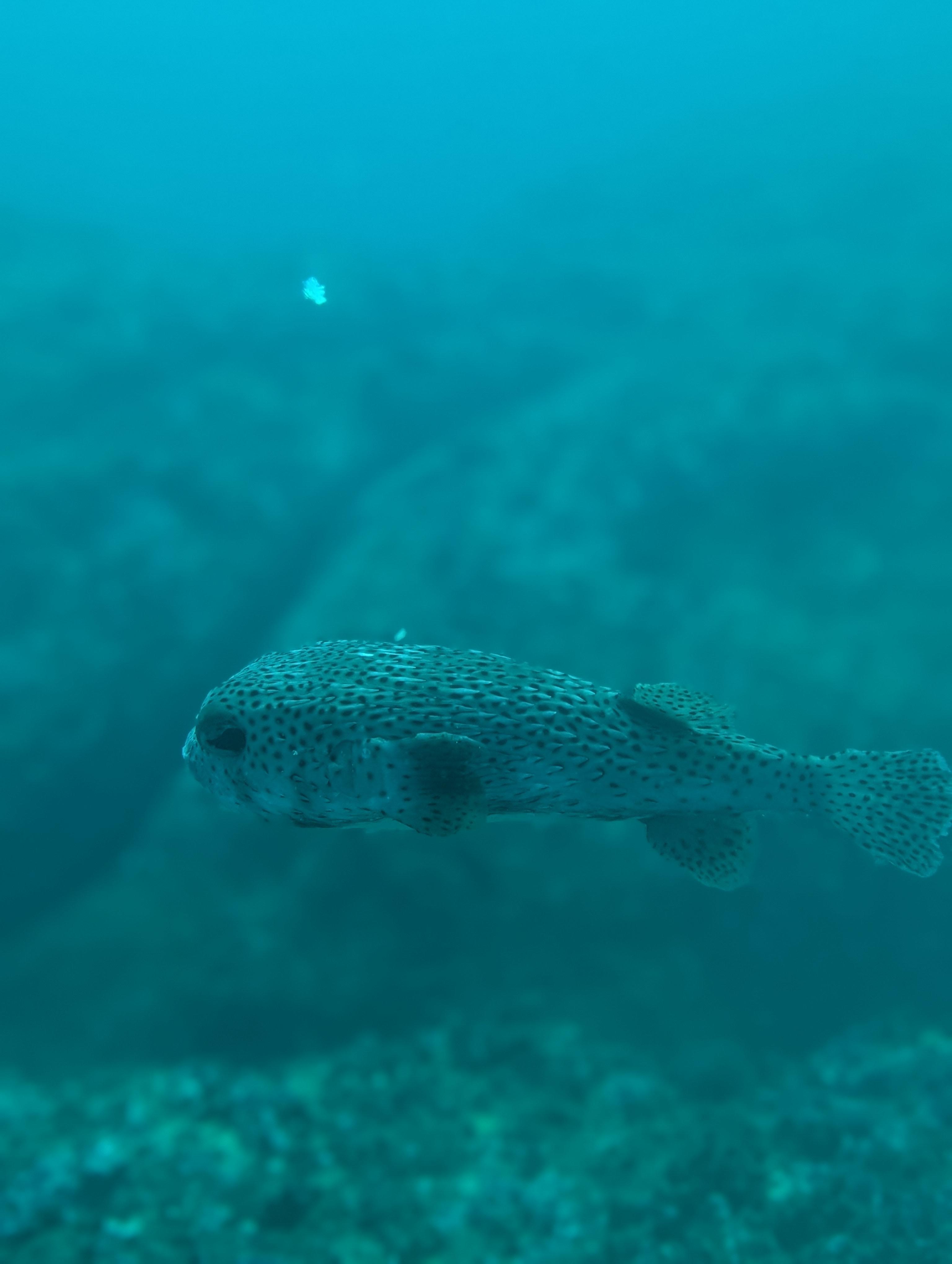 PADI Divemaster Course - image 5: Turn your passion for diving into a professional lifestyle with our PADI Divemaster program. At Hiri Divers, we offer a personalized, hands-on internship experience in the warm, clear waters of Hiriketiya and Dikwella, home to vibrant reefs, blacktip reef sharks, shipwrecks, and the unique Nilwella Underwater Museum featuring sunken buses and helicopters.