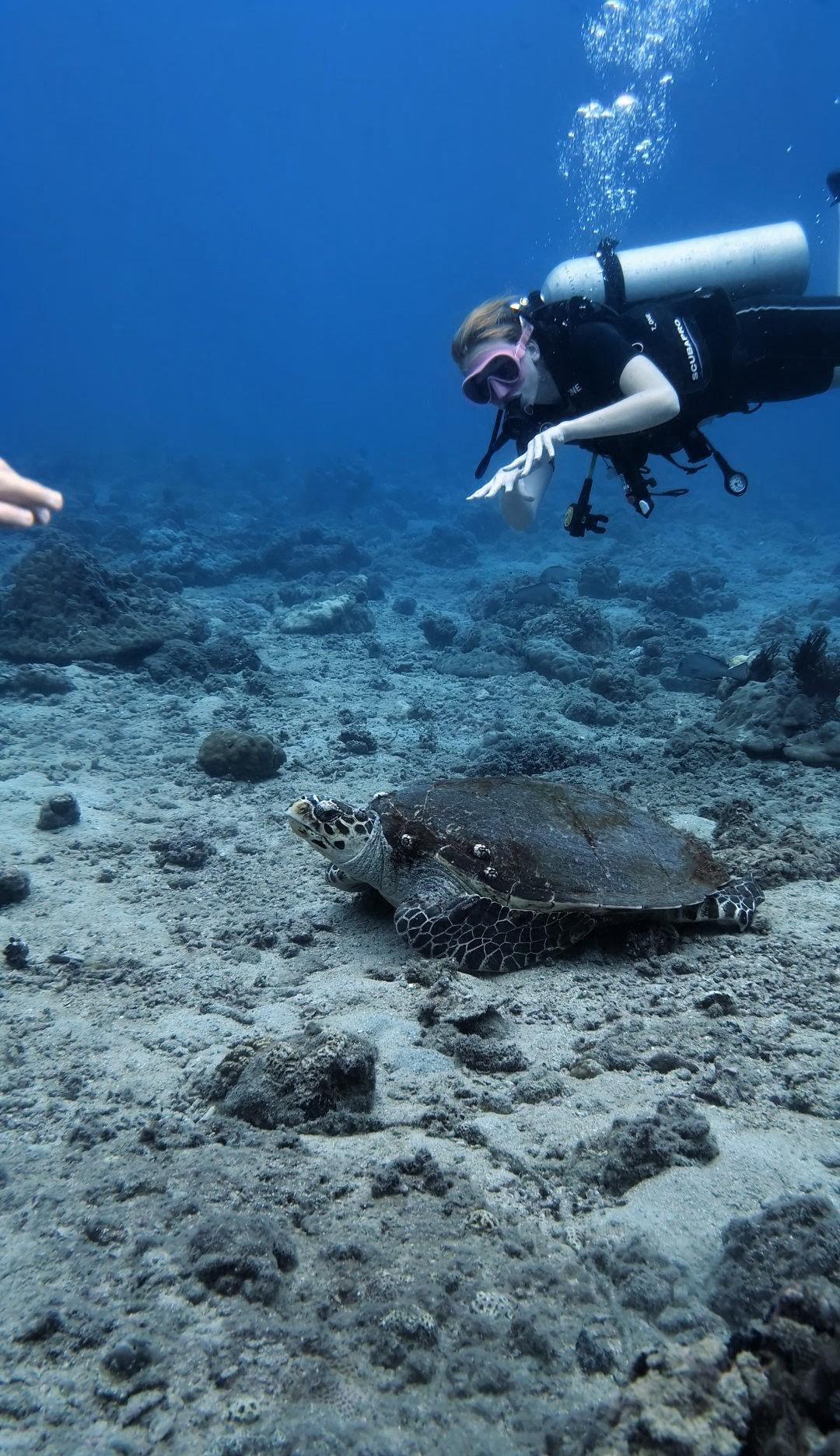 Try Scuba Diving - image 1: Curious about what it feels like to breathe underwater? Our Discover Scuba Diving (DSD) program is the perfect way to explore the ocean — no experience needed! Whether you're new to diving or just want a taste of the underwater world, this is a safe, fun, and unforgettable adventure designed for complete beginners.