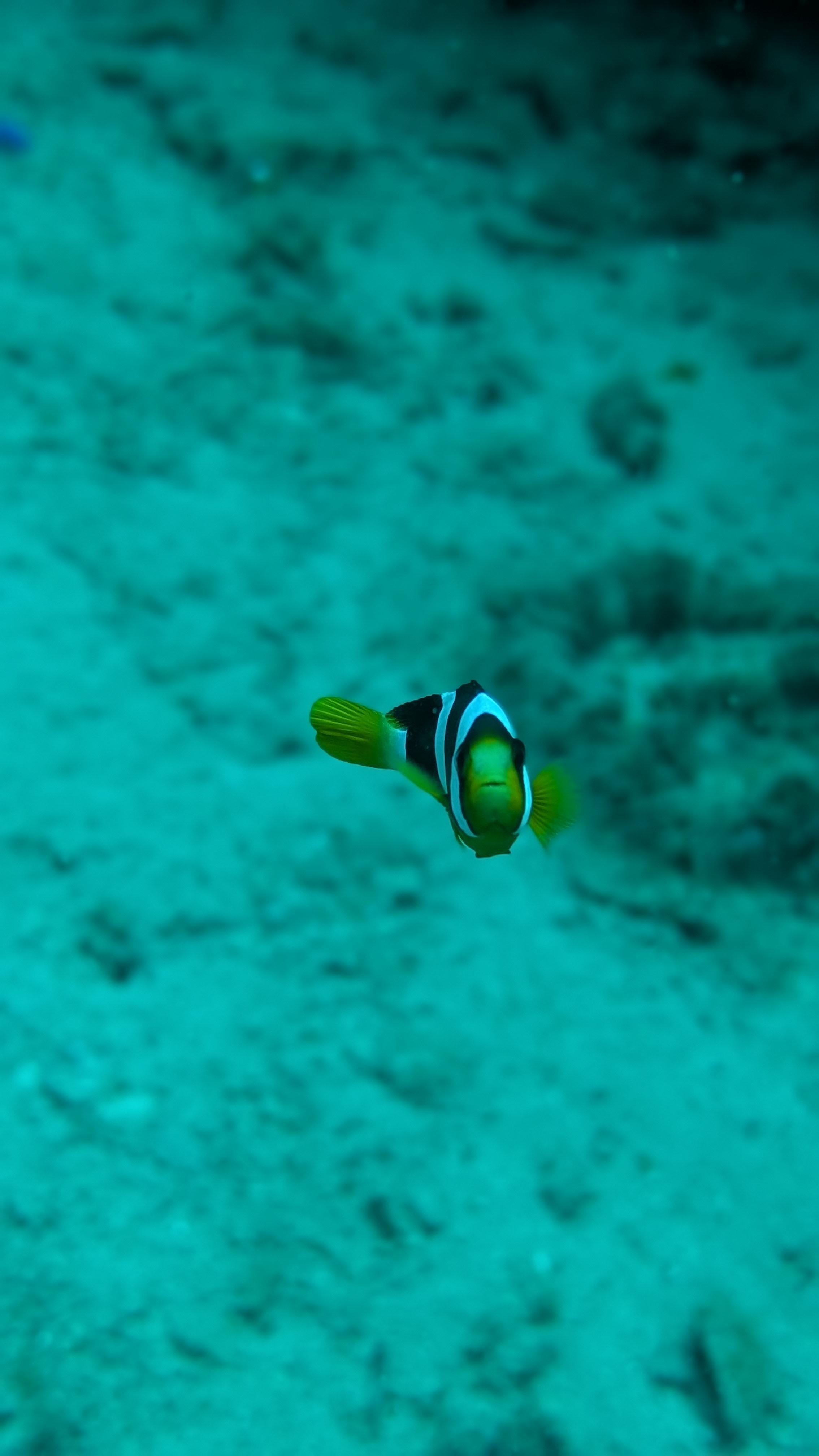 Try Scuba Diving - image 6: Curious about what it feels like to breathe underwater? Our Discover Scuba Diving (DSD) program is the perfect way to explore the ocean — no experience needed! Whether you're new to diving or just want a taste of the underwater world, this is a safe, fun, and unforgettable adventure designed for complete beginners.